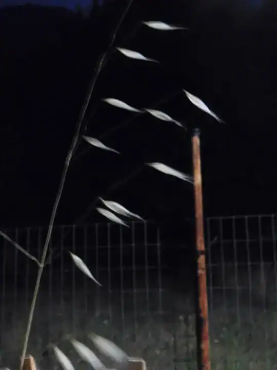 Σχοινί τη νύχτα