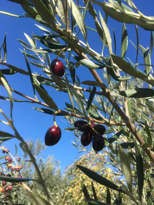 Ελιές στο δέντρο